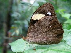 Heteronympha mirifica