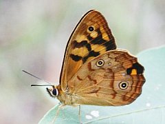 Heteronympha paradelpha