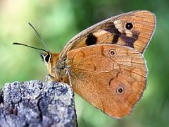 Heteronympha penelope