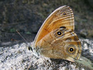 Hypocysta euphemia