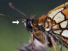 Melitaea athalia