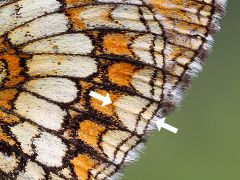 Melitaea athalia