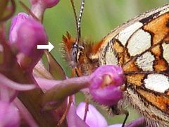 Melitaea aurelia