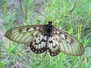 Glasswing