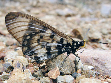 Glasswing