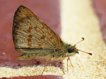 Wedge Grass Skipper (Anisynta sphenosema)