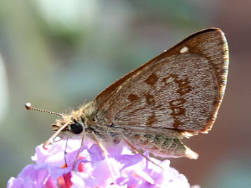 Wedge Grass Skipper (Anisynta sphenosema)
