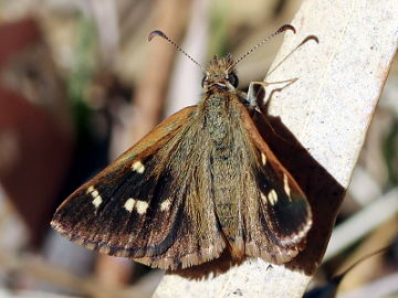 Wedge Grass Skipper (Anisynta sphenosema)