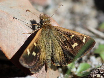 Wedge Grass Skipper (Anisynta sphenosema)