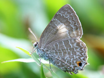 Anthene lycaenoides