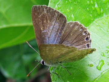 Dark Ciliate Blue