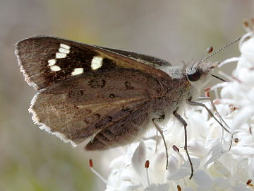 Western Sand Skipper (Antipodia dactyliota)