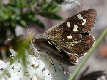 Western Sand Skipper (Antipodia dactyliota)