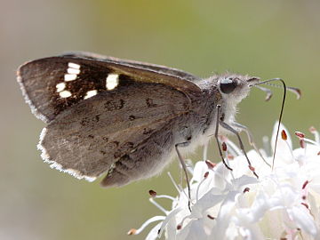 Western Sand Skipper (Antipodia dactyliota)