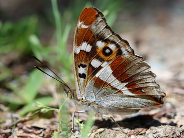 Apatura iris