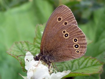 Aphantopus hyperantus