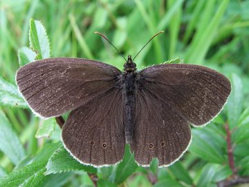 Aphantopus hyperantus