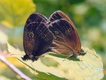 Aphantopus hyperantus