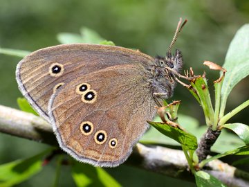 Aphantopus hyperantus