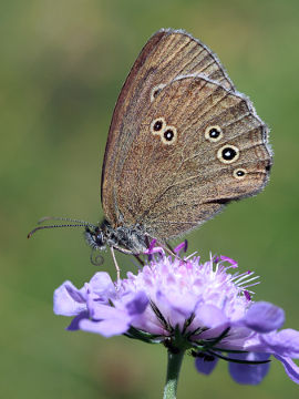Aphantopus hyperantus