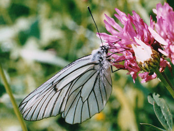 Aporia crataegi