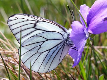 Aporia crataegi