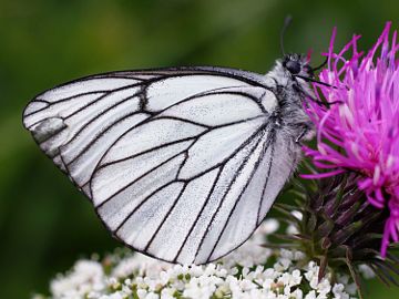 Aporia crataegi