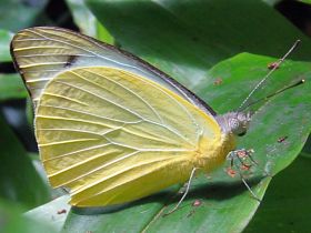 Yellow Albatross