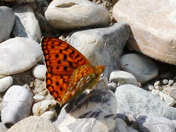 Argynnis adippe