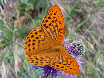 Argynnis paphia