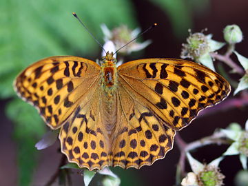 Argynnis paphia