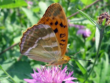 Argynnis paphia