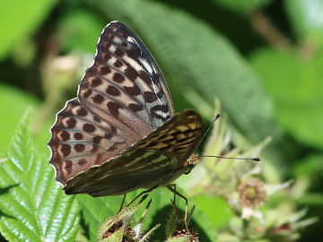 Argynnis paphia