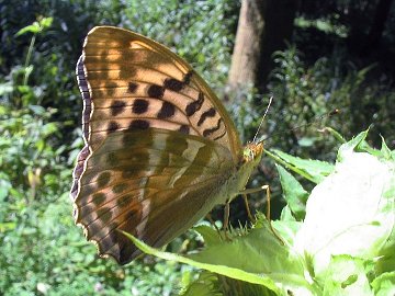 Argynnis paphia