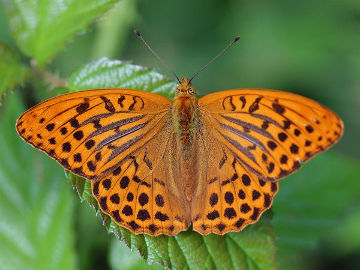 Argynnis paphia