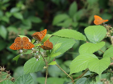 Argynnis paphia