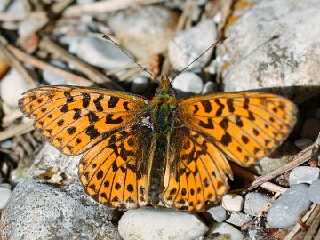 Boloria euphrosyne