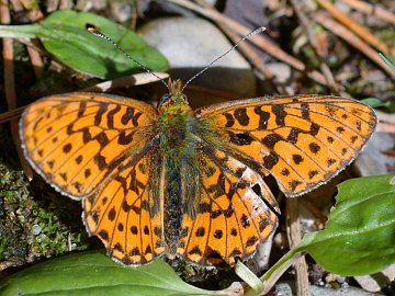 Boloria euphrosyne