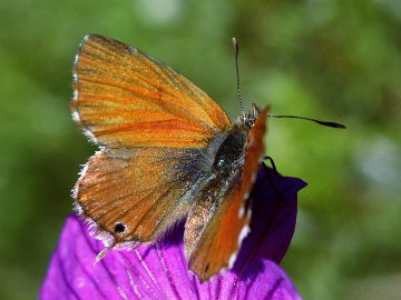 Pelargonien-Bläuling (Cacyreus marshalli)