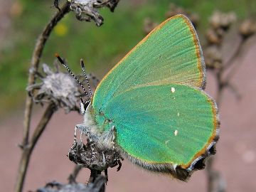 Callophrys rubi