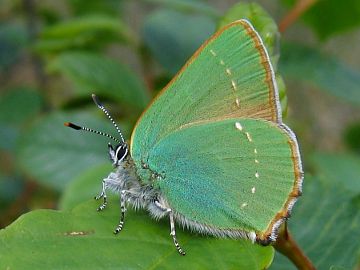 Callophrys rubi