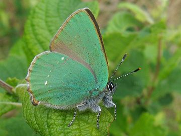 Callophrys rubi