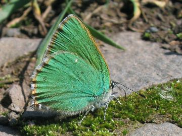 Callophrys rubi