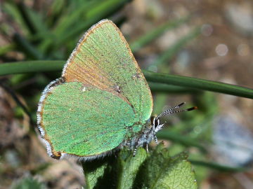 Callophrys rubi