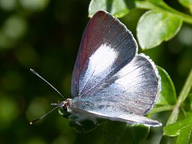 Common Pencil Blue