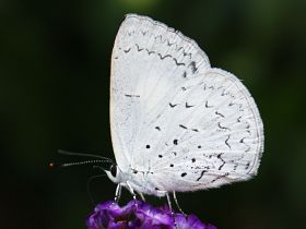 Common Pencil Blue