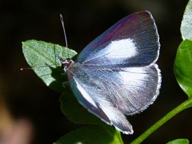 Common Pencil Blue