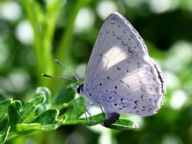 Common Pencil Blue