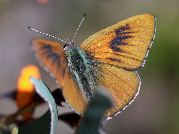 Copper Dusky Blue