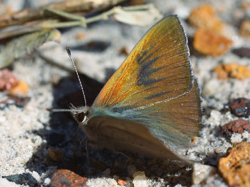 Copper Dusky Blue